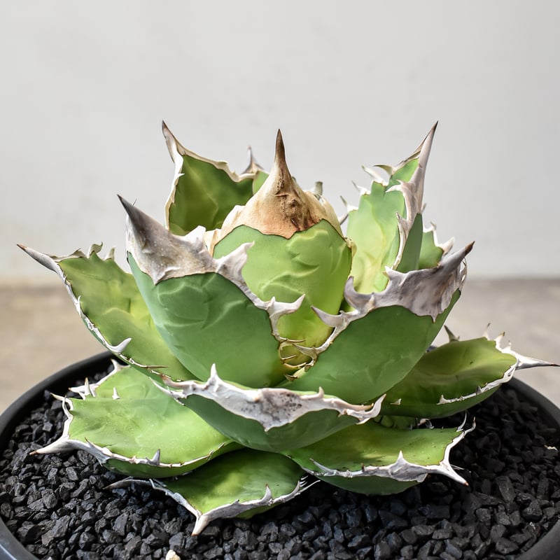 白犀牛　アガベ　中株③ DRAGON AGAVE】アガベ 白犀牛 EC1 – TaiShoDo ONLINE SHOP