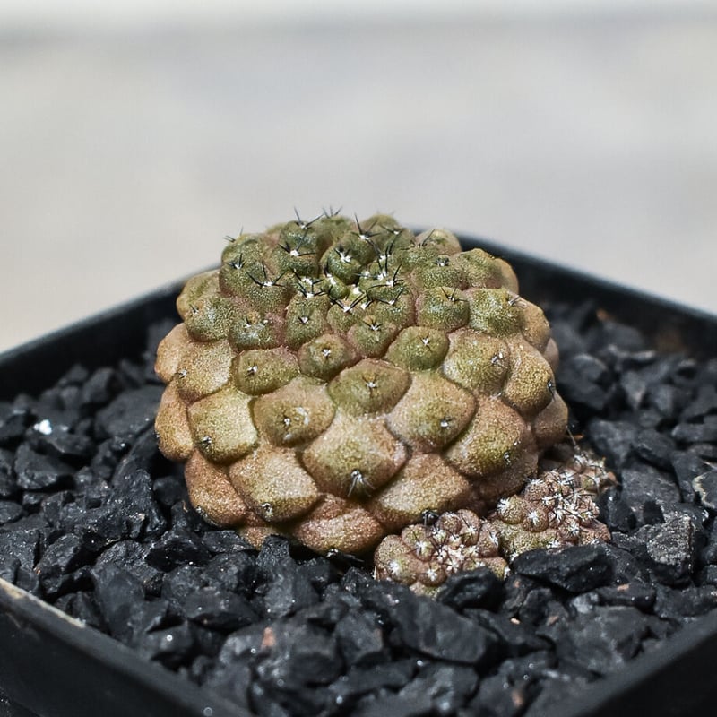 群生 コピアポア 山採り