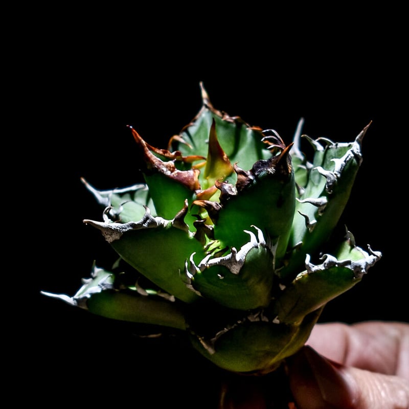 901【上澳園芸】アガベ チタノタ レッドキャッ 赤猫錦 白覆輪斑 強白