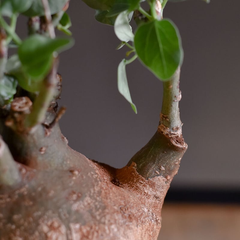 アデニアスピノーサ アデニアスピノーサ【人気急上昇！！希少なこんもり株を厳選しての販売