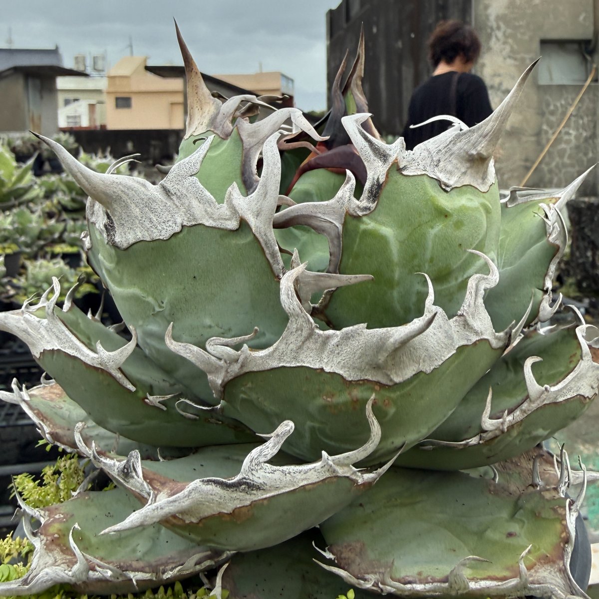 アガベ・オテロイ 実生株｜屋外管理｜抜き苗発送 アガベ オテロイ 実生