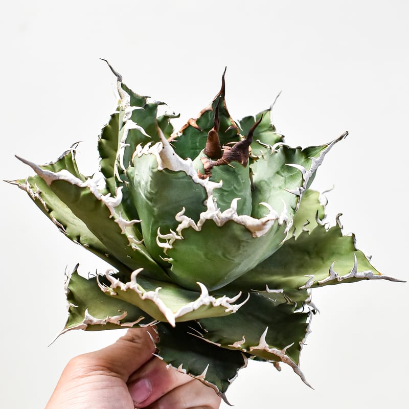 アガベ チタノタ　ルミナス　OC バラクーダ　狂刺夕映　ソーラーエクリプス悪魔的 アガベ チタノタ ルミナス OC バラクーダ 狂刺夕映 ソーラー