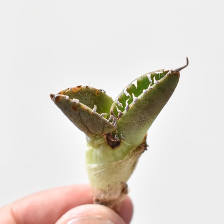 CATEGORY ディアボロ ビアンコ | RAFLUM / ラフラム｜東京、大阪の塊根  