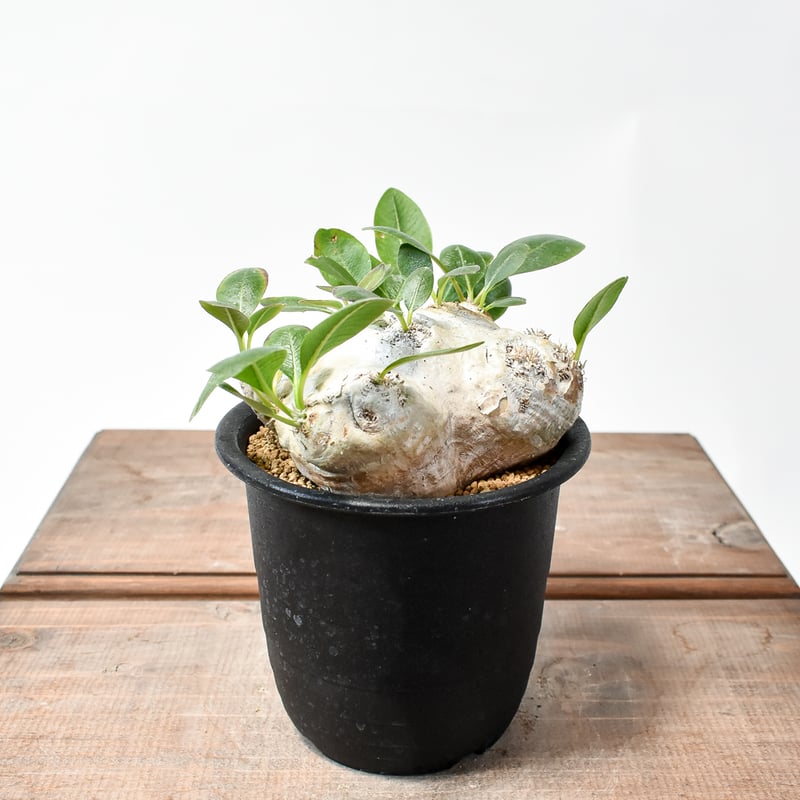 パキポディウム ブレビカウレ 