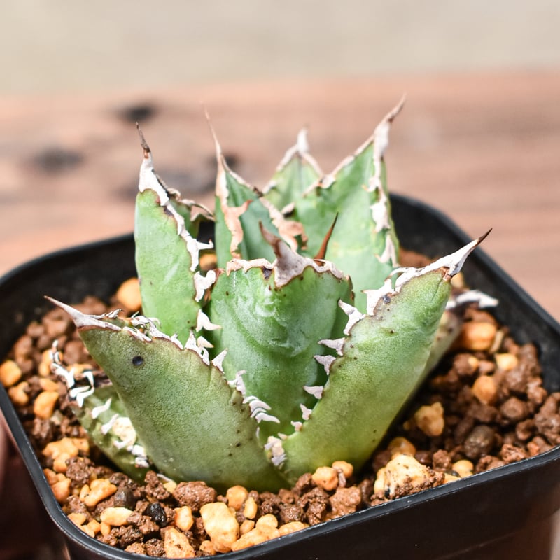 【親株】アガベ　チタノタ　 狂刺夕映 アガベ チタノタ ソーラーエクリプス 