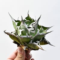 アガベ ホリダ【説明不要の超人気株！ワイドリーフ！鋸歯の鋭さ