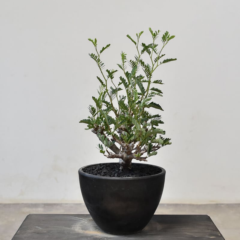 センナ メリディオナリス （発根済み） RF231713(T) | RAFLUM