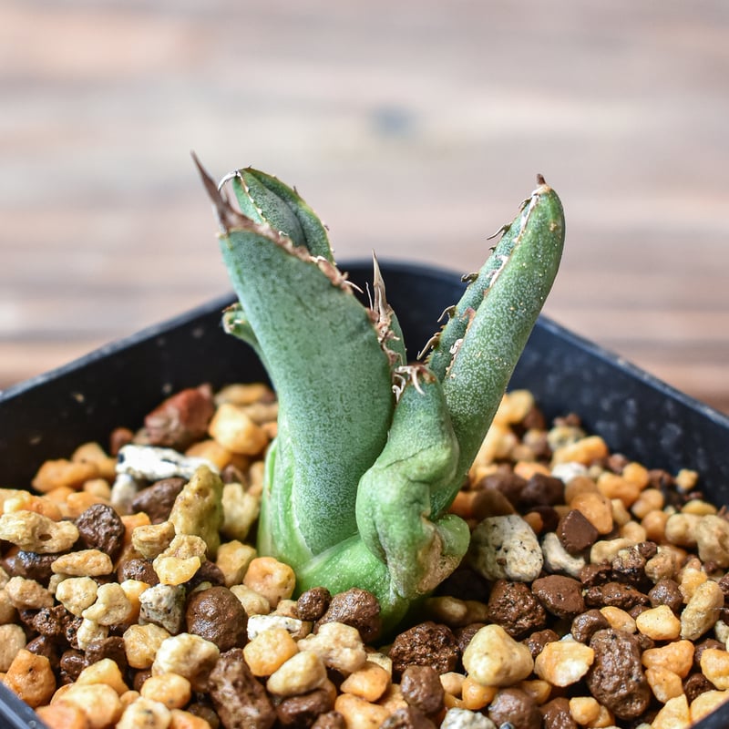 アガベ　チタノタ　星空　OC　検 麻花龍 アガベ チタノタ 星空 OC 検 麻花龍