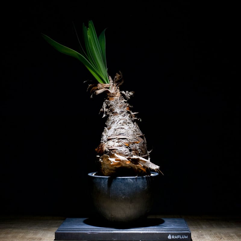 ブーファンディスティチャ現地球(発根済) ブーファン ディスティチャ （発根済み）RF22463 | RAFLUM