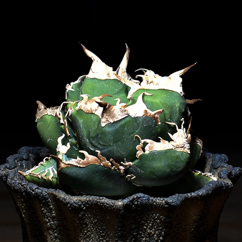 アガベチタノタ南アフリカダイヤモンド SAD 子株 【公式通販】