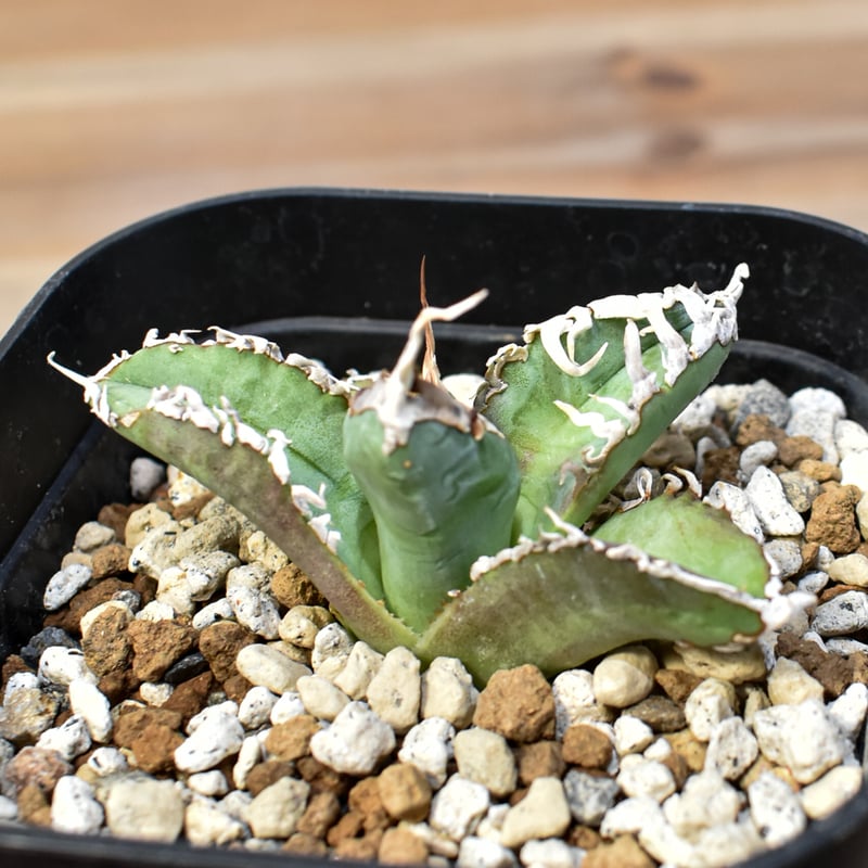 アガベ チタノタ ゴジラ 