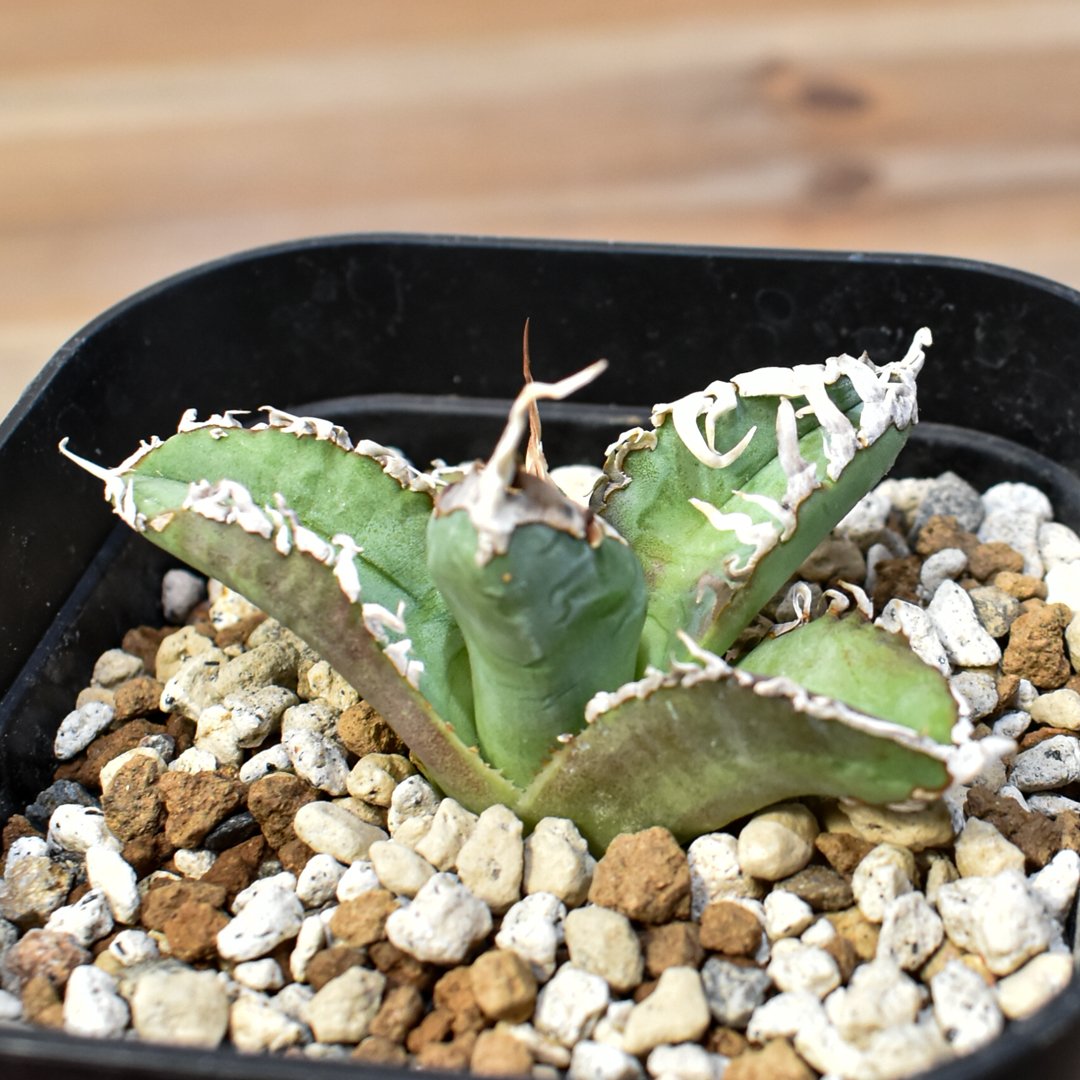 アガベ チタノタ ゴジラ 