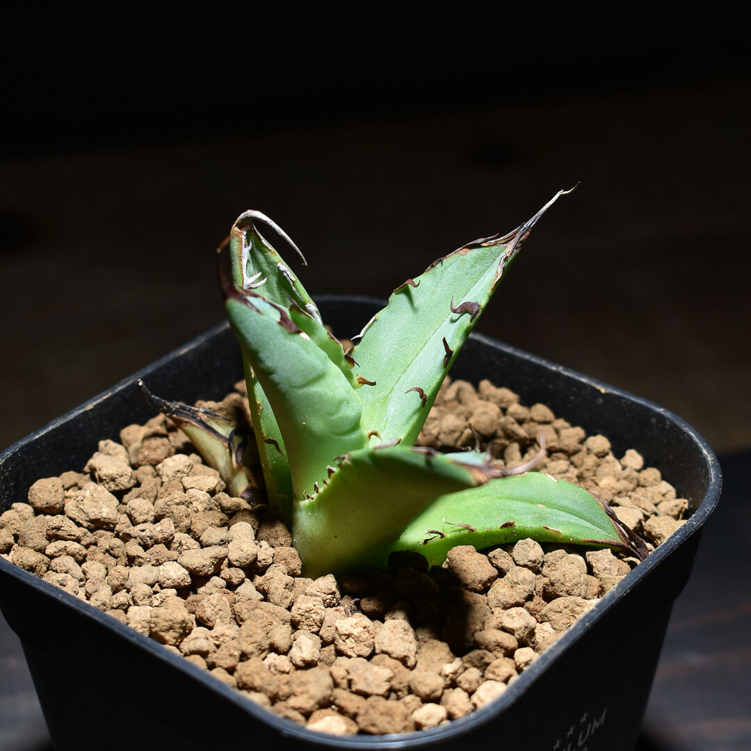 アガベチタノタ　ハデス　陽炎　Agave titanota HADES 斑入り アガベチタノタ ハデス 陽炎 Agave titanota HADES 斑入り アガベ