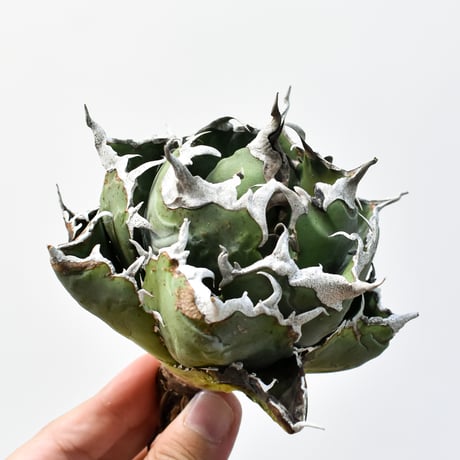 y鉢　SRL 灌木　チタノタ　グラキリス　アガベ　コーデックス IVORYw.a