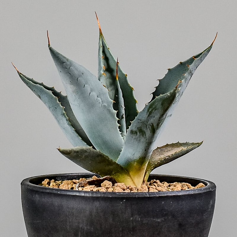 アガベ パリー 【白肌】 RF22735 | RAFLUM / ラフラム｜東京