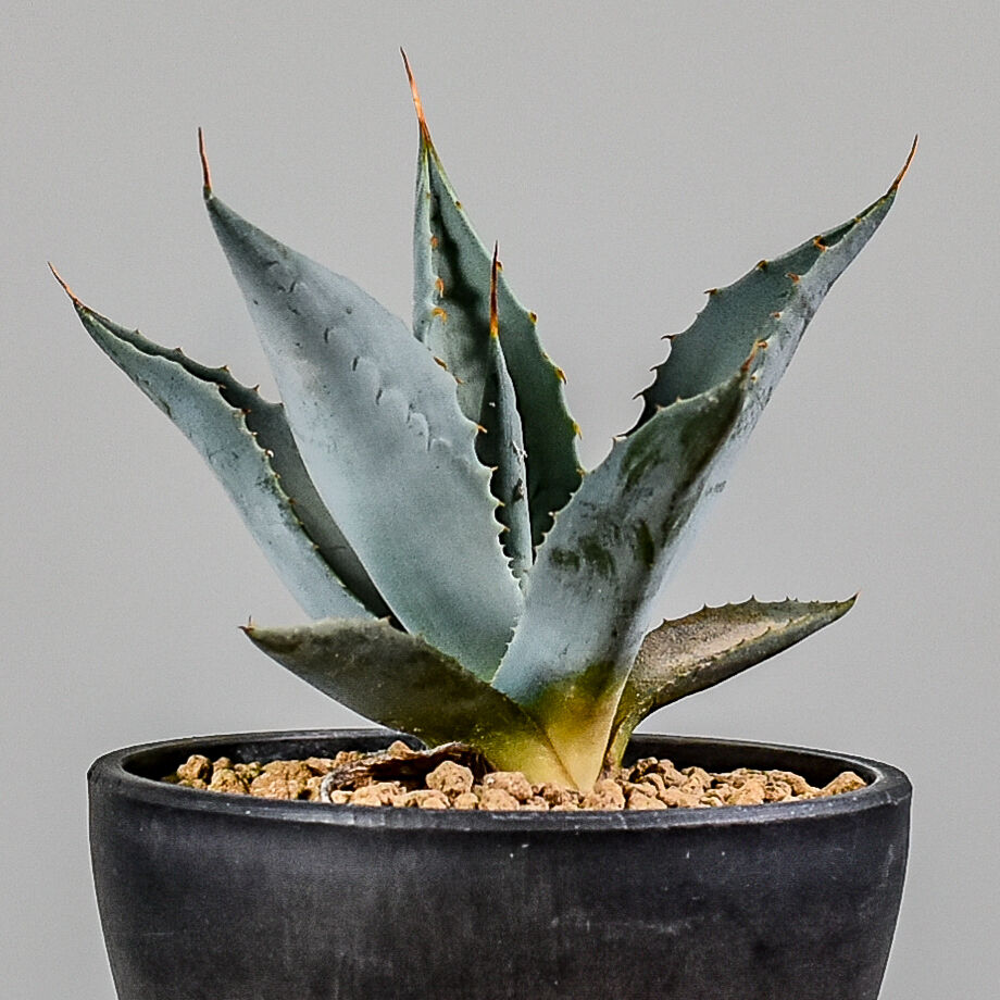 アガベ　パリー アガベ・パリー 'ホーチエンシス'（吉祥天）｜Agave parryi var