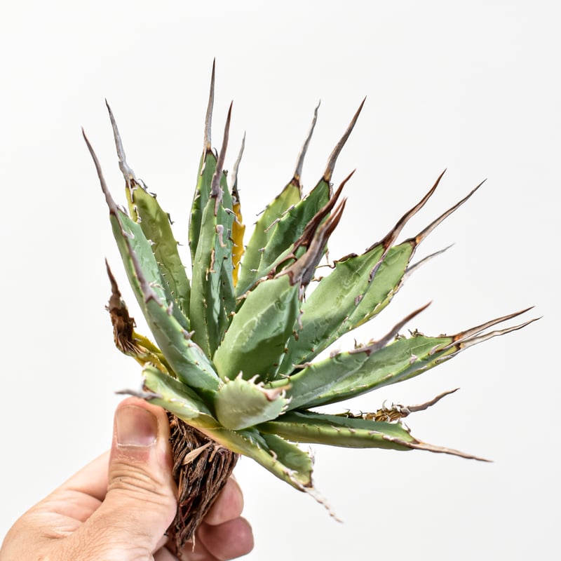 アガベ ハイブリッド カクタスグリーン ネバデンシス×BB 天芽 アガベ