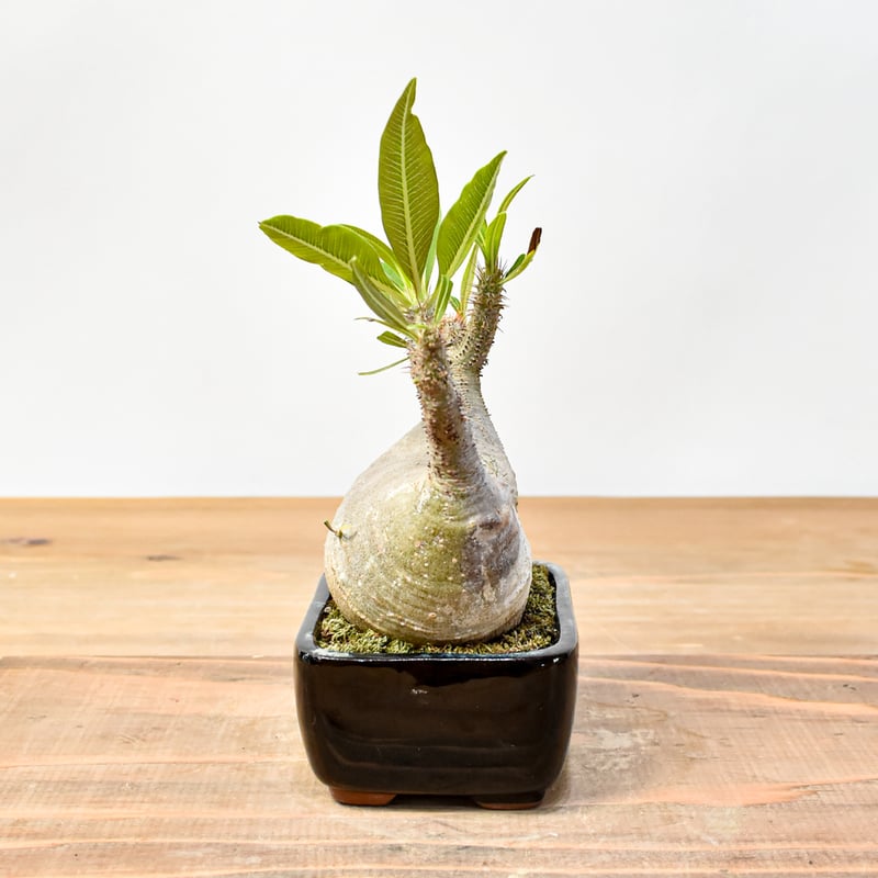 パキポディウム グラキリス パキポディウム グラキリス-PG294 | Supervoid Caudex