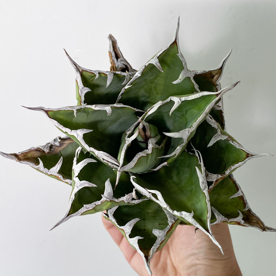 アガベ チタノタ FO-076 OLD （抜き苗販売）RF22833 | RAFLUM / ラ