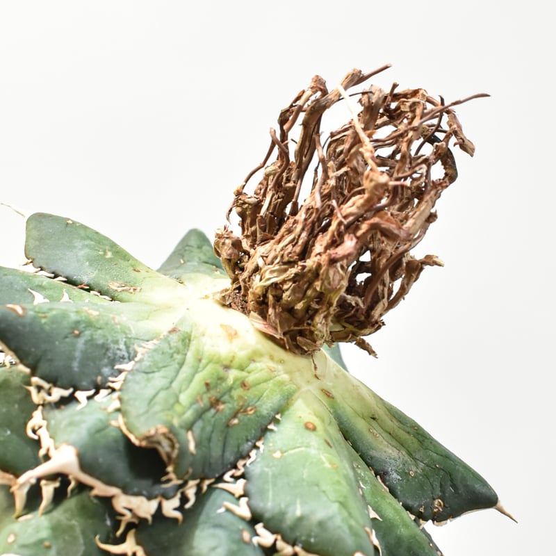 5CLAW】アガベ チタノタ 