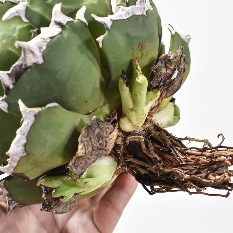 精品ピカチュウA株直子】アガベ チタノタ 