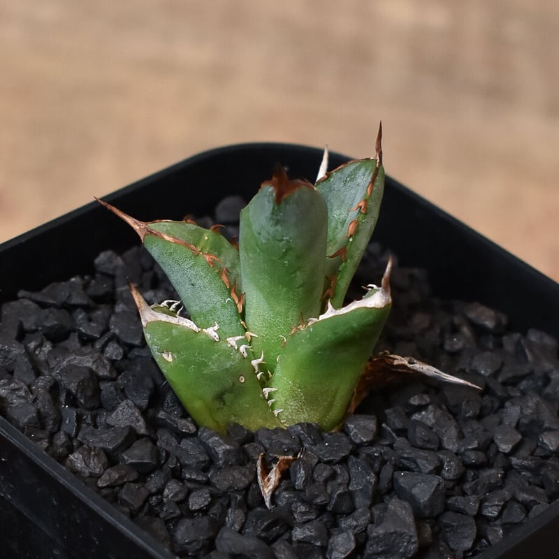 アガベ チタノタ ブラックファイヤー 