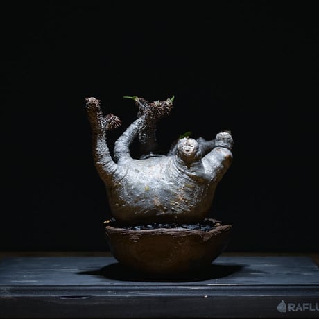 パキポディウム マカイエンセ （発根済み）RF22218