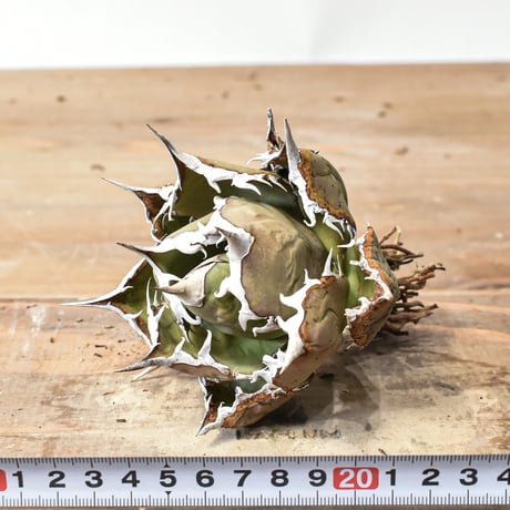 アガベ チタノタ 精品フレイム / "精品烈焰" 【台湾 dragon agave産/抜き苗/中株】A35