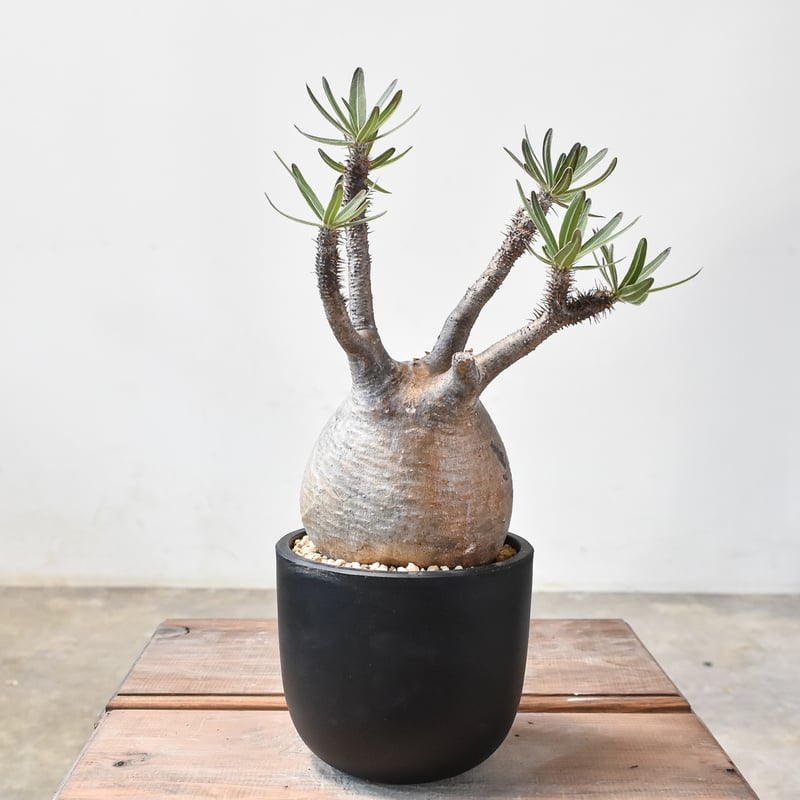 パキポディウム グラキリス 【現地球/発根済み】B HK2402382(T) | RAFLU