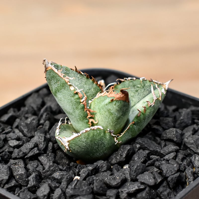 アガベ チタノタ Shi-hao 