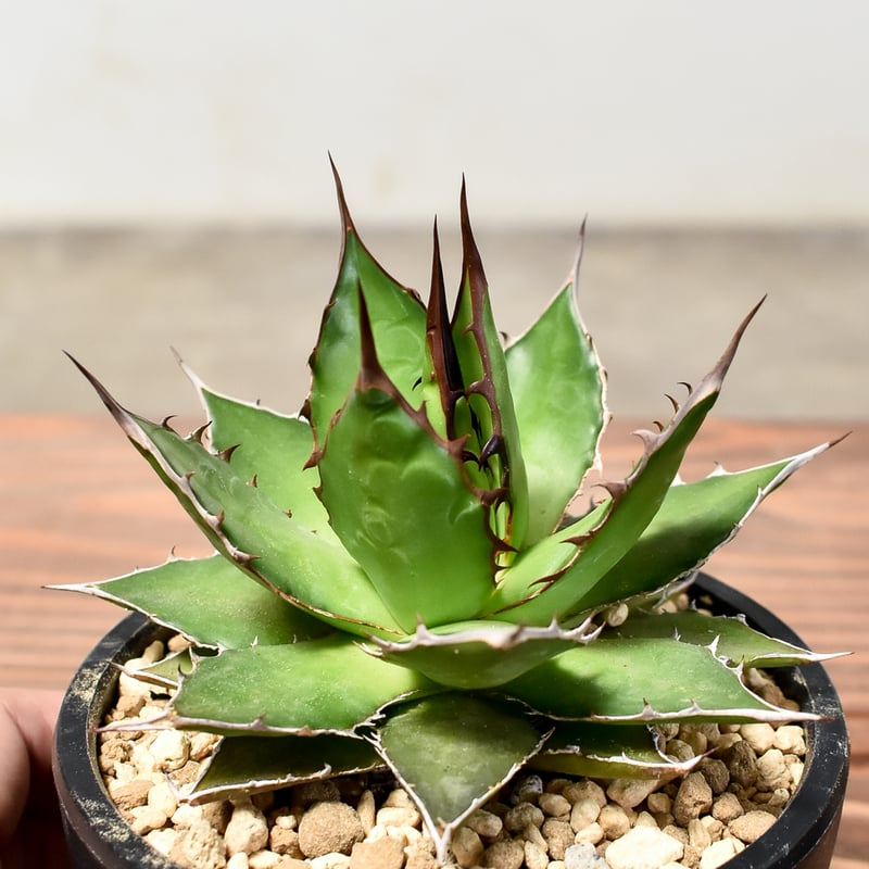 アガベホリダ極上株　Agave horrida No.AHRD 009 アガベホリダ極上株 Agave horrida No.AHRD007 - メルカリ