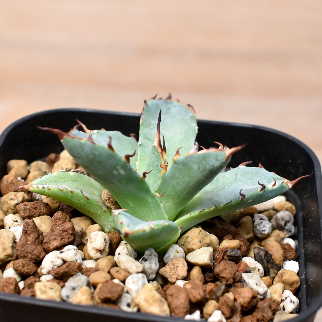 アガベ Dennis hybrid 黑帝斯x妖炎 /ハデス×エボリスピナ 【台湾DENNIS