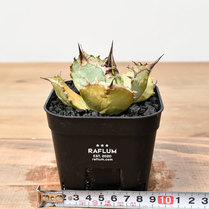 アガベ チタノタ トーチ 