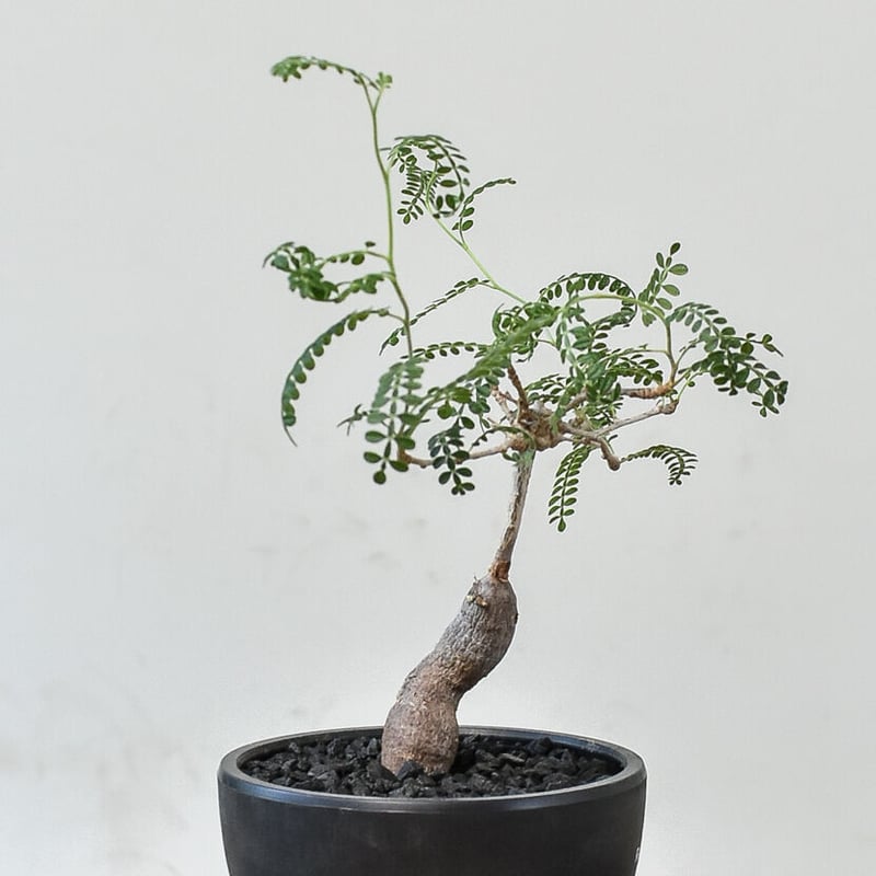 オペルクリカリア ヒファエノイデス 実生 - 植物/観葉植物