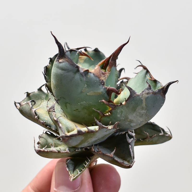 アガベ チタノタ ブラックアンドブルー / BB 藍球 【台湾産/抜き苗販売