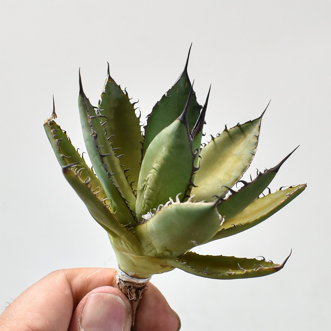 多肉植物　アガベ ホリダ　コレクション株　特選　強刺　台湾株　ドラゴンアガベ 多肉植物 アガベ ホリダ コレクション株 特選 強刺 台湾株