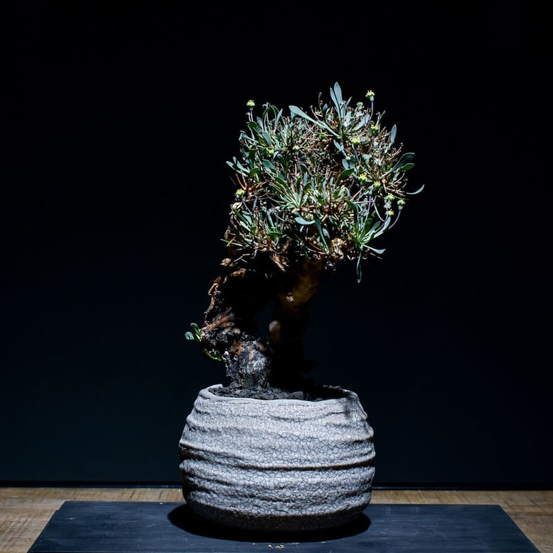 オトンナ ユーフォルビオイデス 