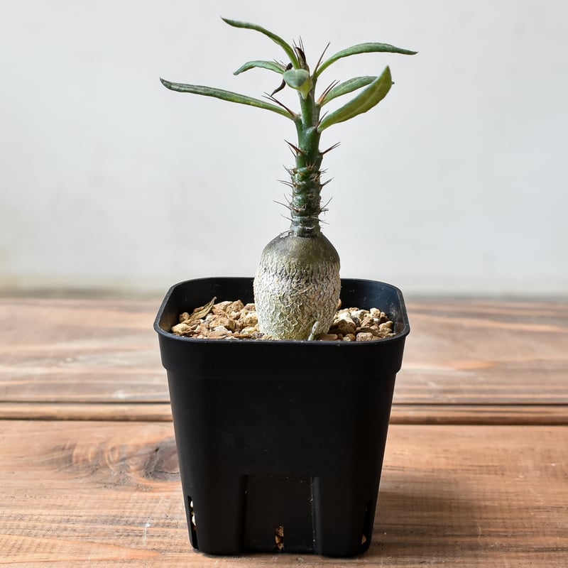 パキポディウム サキュレンタム【実生】HK2401951 | RAFLUM / ラフラム