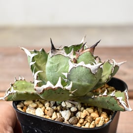 5月12日(日)20:00~】アガベの希少種！大白鯊、毒蛇、担克を販売