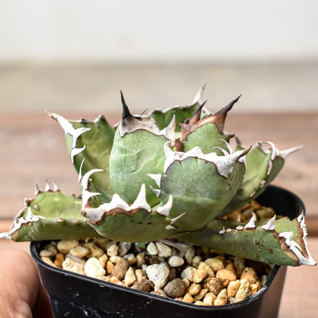 04 発根済 アガベ チタノタ 姫厳竜 白中斑 子株 (姫厳龍）斑入り 錦