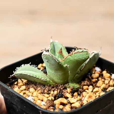 アガベ チタノタ "麻花" 【台湾huplants2010産/子株販売】RF25011840