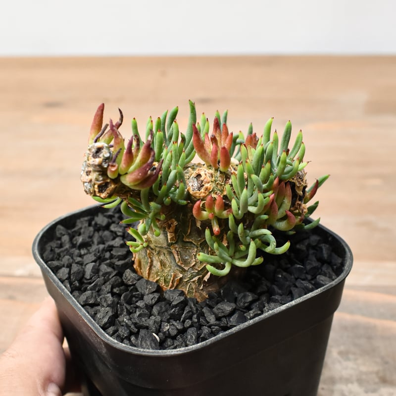 チレコドン ペアルソニー 