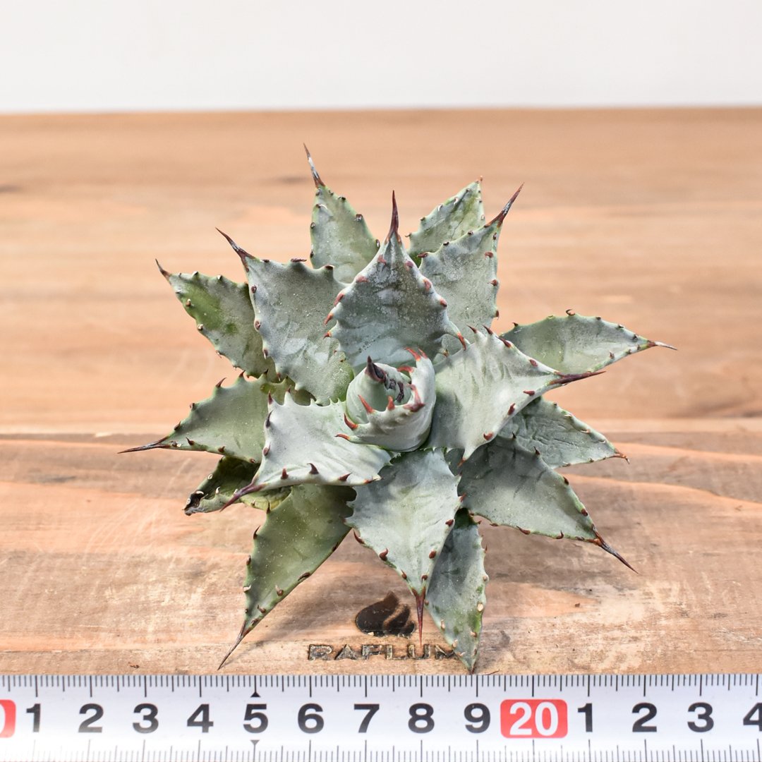 アガベ hybrid イシスメンシス×エボリスピナ/甲蟹X妖炎 【台湾