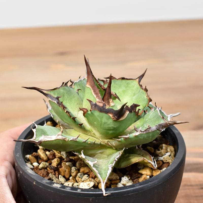 アガベ チタノタ DENNIS043【台湾DENNIS産/発根済み/中株】A DN25010