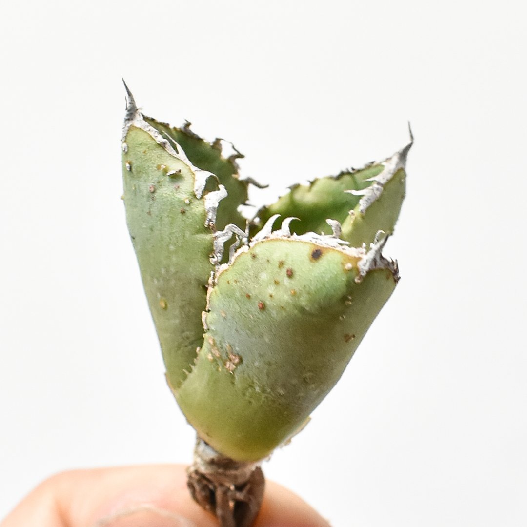 子株①】チタノタ 台湾産 ブツブツ 検）スタッズ、麻花龍、冰雹、 金蟾