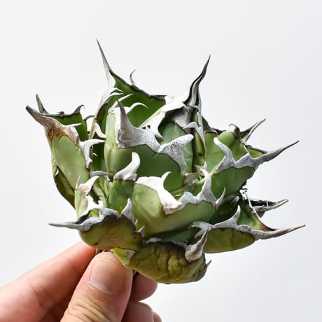 CATEGORY チタノタ ハデス | RAFLUM / ラフラム｜東京、大阪の