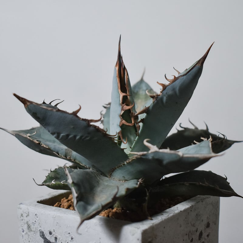 アガベ チタノタ ホワイト【白肌】RF22772 | RAFLUM / ラフラム｜東京