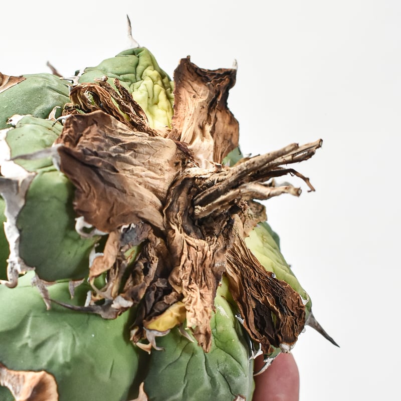 アガベ チタノタ 精品フクロウ / 精品猫頭鷹 , 精品アザラシ