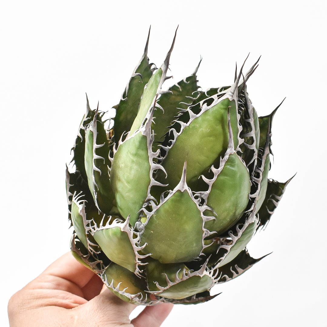 【最終値下げ】精品 狂刺霍利達 狂棘ホリダ 台湾Dragon Agave産 アガベ ホリダ 