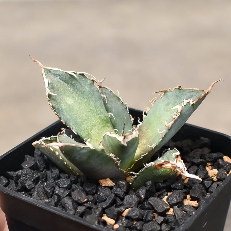 アガベチタノタ　FO-76 大株　子株4つ付き アガベ チタノタ 